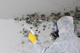 Why You Should Choose Our Mold Remediation Services in Colorado City, AZ